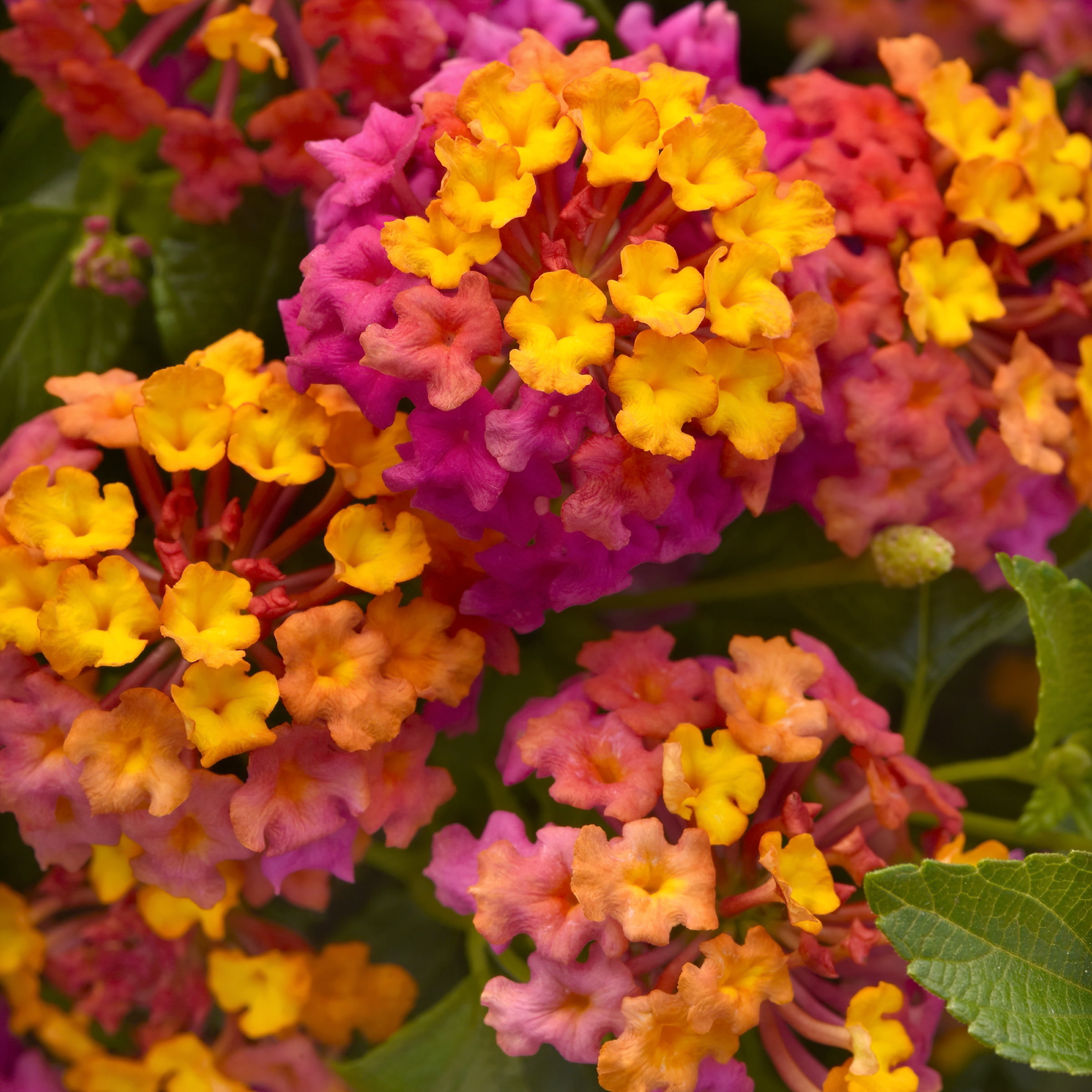 2.5 in. Lantana Bloomify PassionFruit Plant (3-Pack)