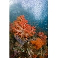 thumbnail image 2 of Shimlock, Jones 23x32 White Modern Wood Framed Museum Art Print Titled - Fish swims by coral, Triton Bay, Papua, Indonesia, 2 of 4