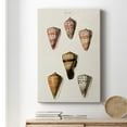 thumbnail image 6 of Cone Shell Collection IV Premium Gallery Wrapped Canvas - Ready to Hang, 6 of 9