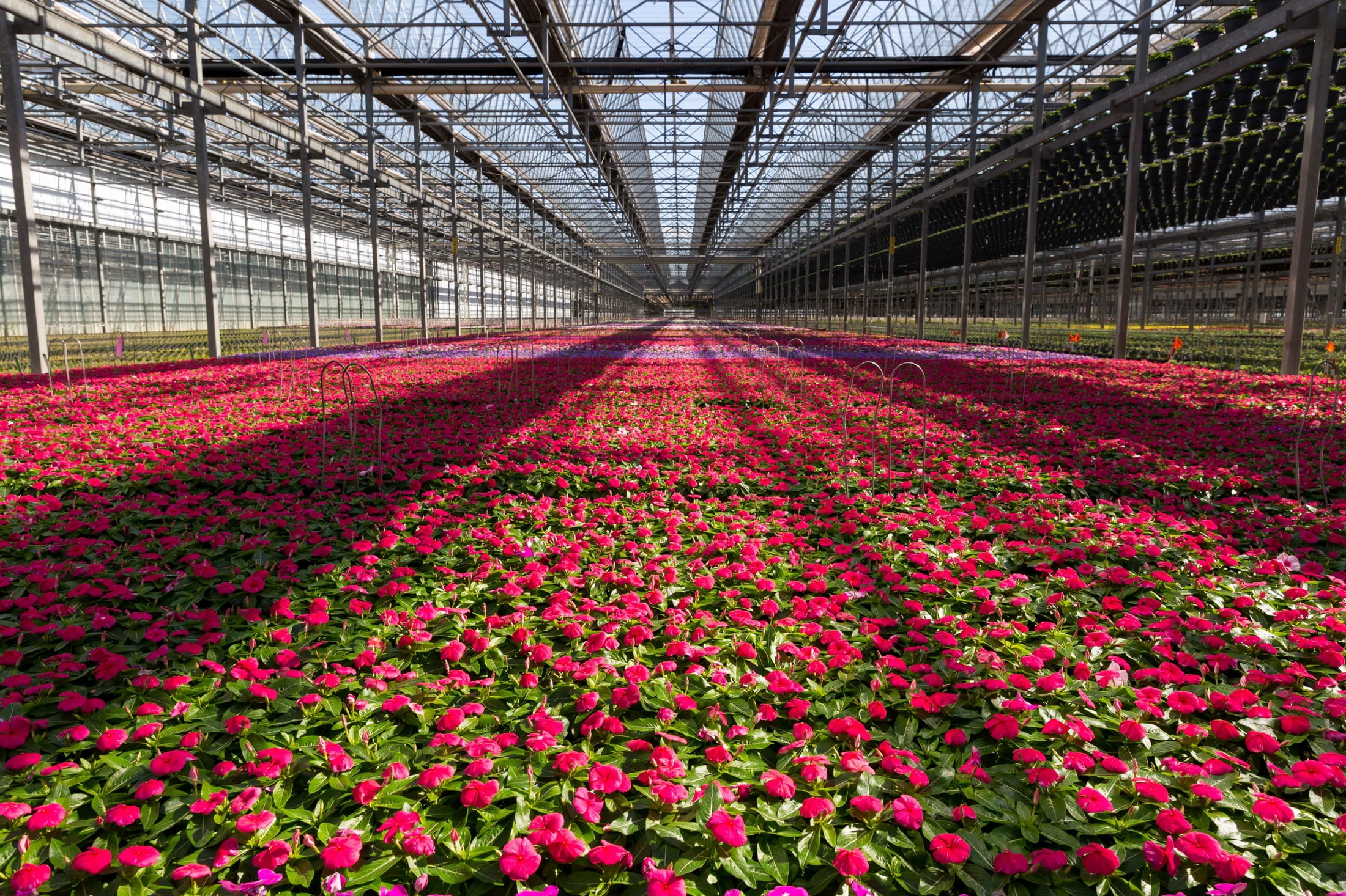 Expert Gardener 1.5gal Pink Vinca Live Annual Plant Hanging Basket Sun