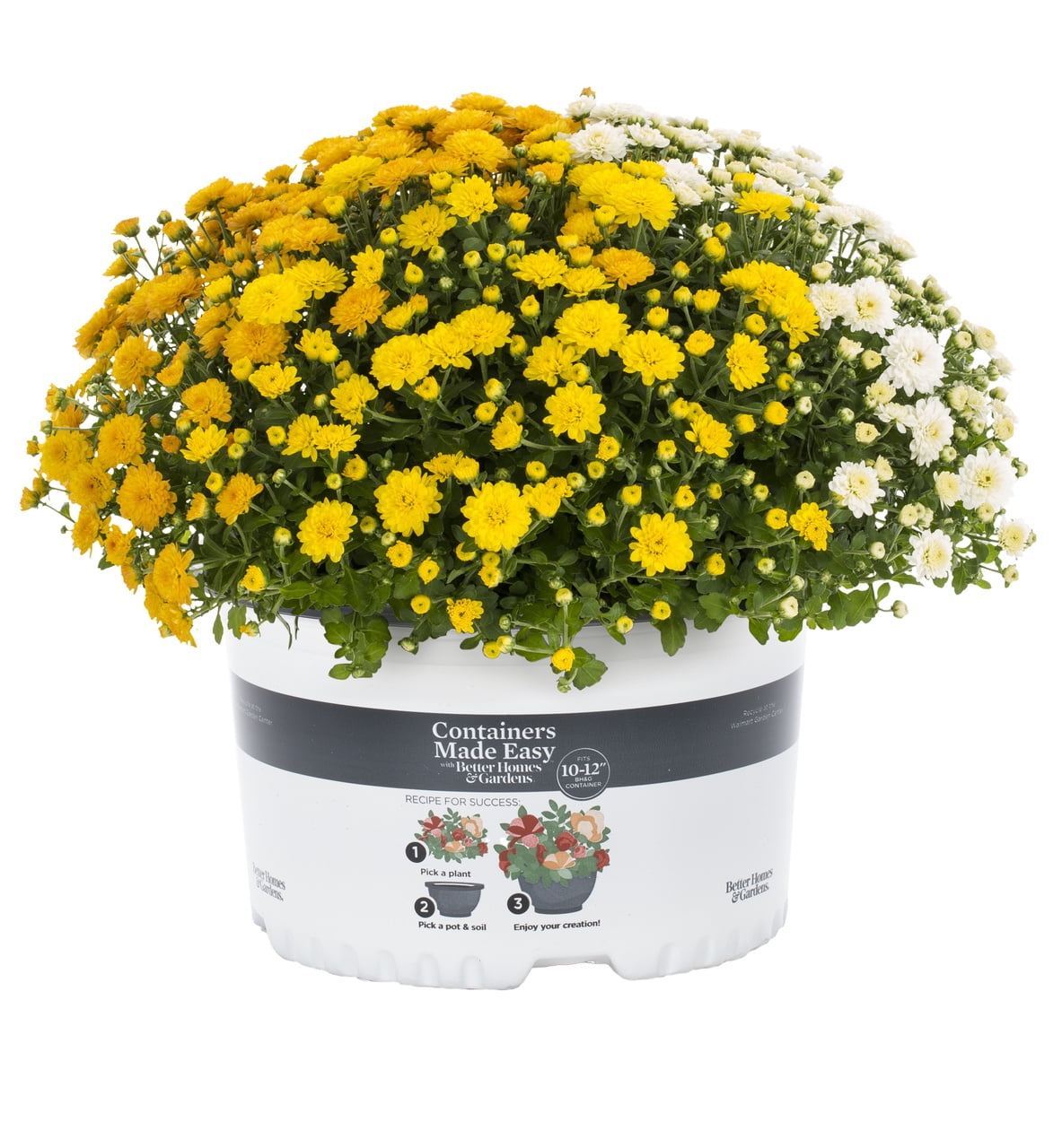 burgemeester leven Ounce Containers Made Easy with Better Homes & Gardens 1.5G Multicolor Orange  White Yellow Mum (1 Count) Live Plant with Easy Pop-In Container -  Walmart.com