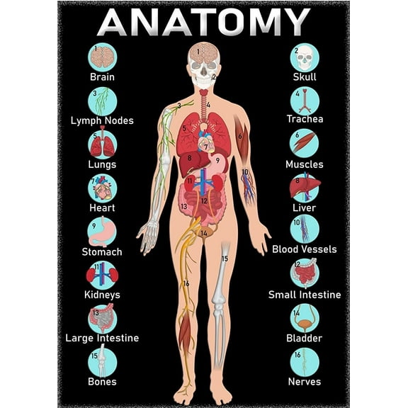 ANATOMY Science Posters Educational Charts, Classroom Decorations