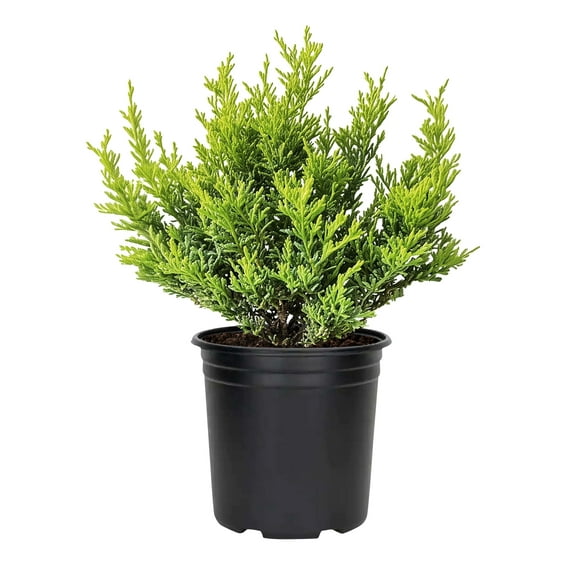 Juniper Lime Glow | 10 Live 4 Inch Pots | Juniperus chinensis ‘Lime Glow’ | Evergreen Ground Cover Plants | Low-Maintenance Landscaping Shrub