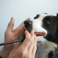 thumbnail image 5 of Paw Ready Dental Hygiene Kit Medium Orange for Dogs and Cats, 5 of 9