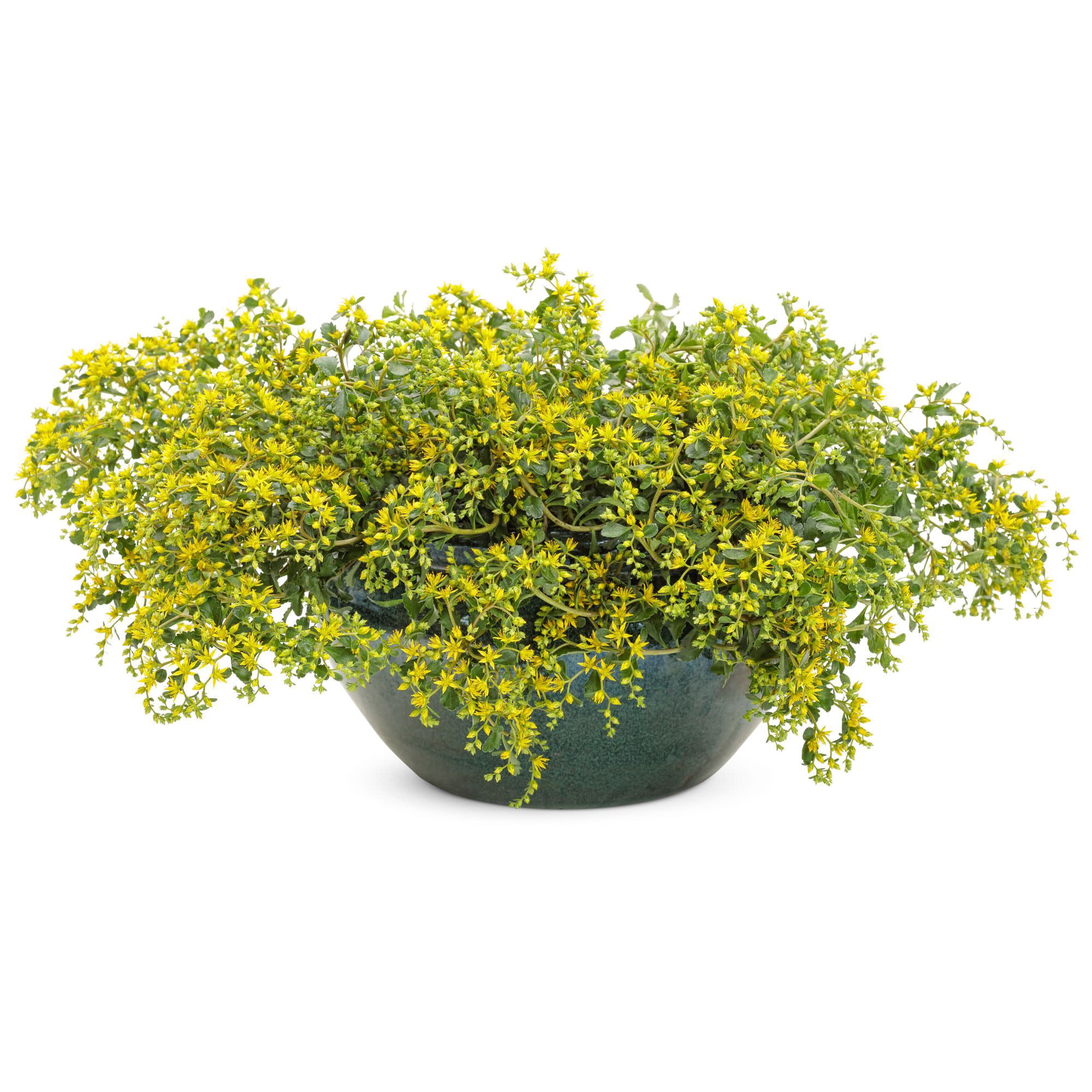 Proven Winners 5" Rock 'N Low 'Yellow Brick Road' Stonecrop Live Plant in 4.5" Pot (4 Count)