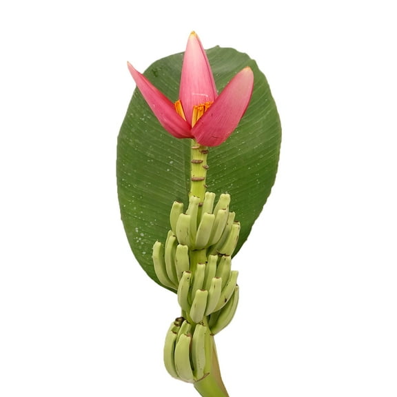 Musa Reina - Farm Direct Fresh Cut Flowers - 4 Stems