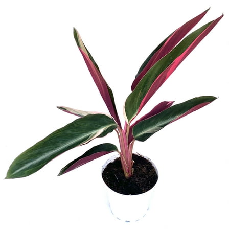 Tricolor Stromanthe Sanguinea Triostar Live Plants in 4” Pot, 1 Count, Stunning Tricolor Foliage