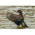 thumbnail image 2 of Illg, Cathy and Gordon 14x11 Black Ornate Wood Framed with Double Matting Museum Art Print Titled - USA, New Mexico Wood duck taking off in water, 2 of 4