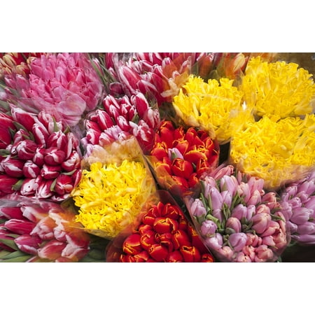 Yellow Multi Print - LAMINATED POSTER Flowers Bright Tulips Red Multi Color Yellow Poster Print 24 x 36