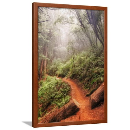 On the Misty Coast Trail at Muir Woods Framed Print Wall Art By Vincent