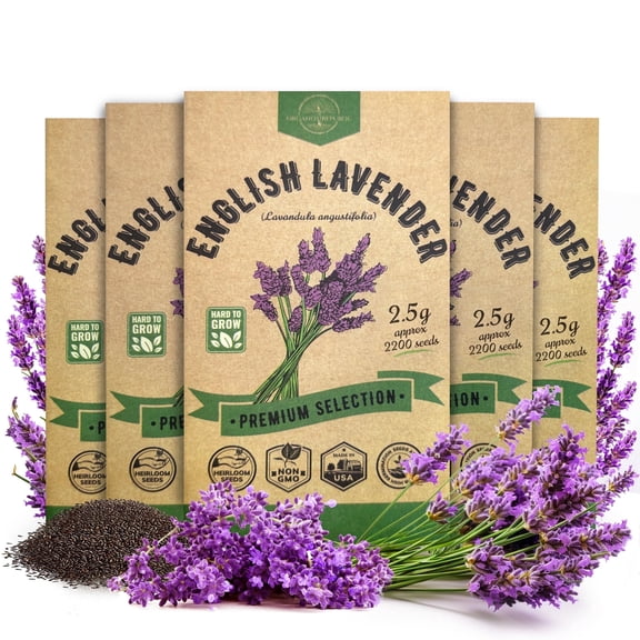 Organo Republic 5-Pack English Lavender Seeds – 11,000  Non-GMO Heirloom Seeds, 12.5G Total for Indoor and Outdoor Planting, Aromatic Herb for Home Garden