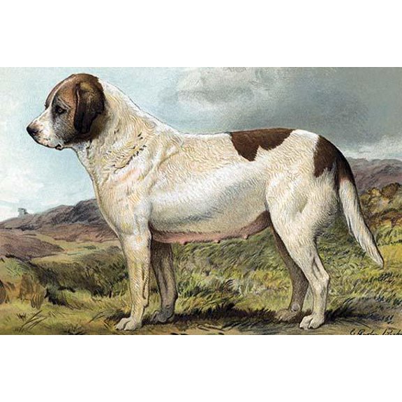 St. Bernard-Fine Art Canvas Print (20" x 30")