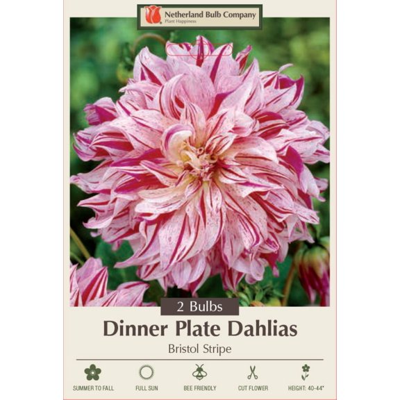 Bristol Stripe Dinnerplate Dahlia - 2 Bulb Clumps