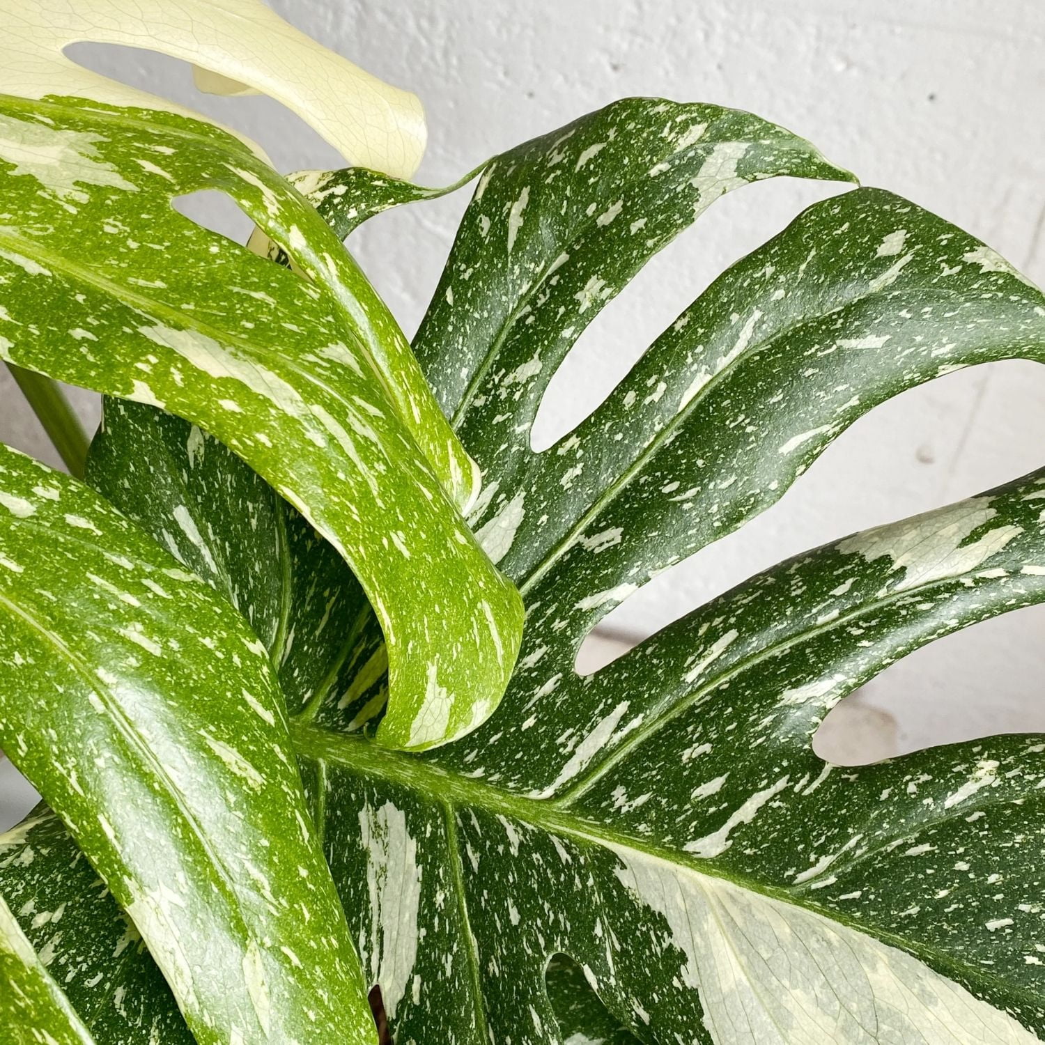 Thai Monstera Live Plant, Indoor Tropical Houseplant, 4-6 Inch Variegated Monstera Plant for Living Space