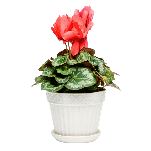 Set of 2 Red Cyclamen Plants Live, Red Cyclamen Plant, Blooming Flowers, 4 inch Pot for Planting