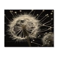 thumbnail image 3 of Designart "White Black Dandelion II" Floral Print on Natural Pine Wood, 3 of 5