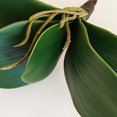 thumbnail image 3 of LCXmlly Fake Plant Home Decor Elegance: Simulation Phalaenopsis Orchid Leaves, 3 of 6