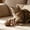 C, variant on 2026 Fish Bone Cat Dental Chew Toy,Natural Catnip and Silvervine Teeth Cleaning Stick,Durable Wooden Feline Tooth Care Tool&nbsp;for Chewing,Licking,Pawing,Boredom Relief and Enrichment for Cats