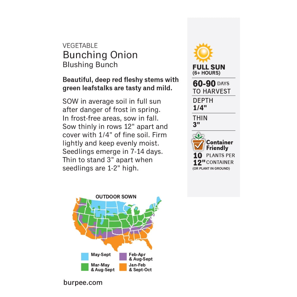 Burpee Blushing Bunch Bunching Onion Seeds - Container-Friendly, Vegetable Gardening Seeds, 1-Pack