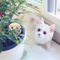 thumbnail image 4 of 4PCS Chat Boule Jouet Créatif Interactif Drôle Toile Chat Chaton Jouet, 4 of 6