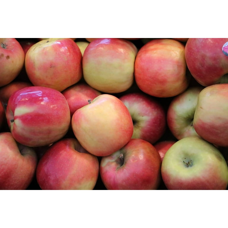 Fresh Fuji Apples, 8/Pack (900-00040)