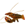 thumbnail image 1 of Lobster Figurine, 1 of 1