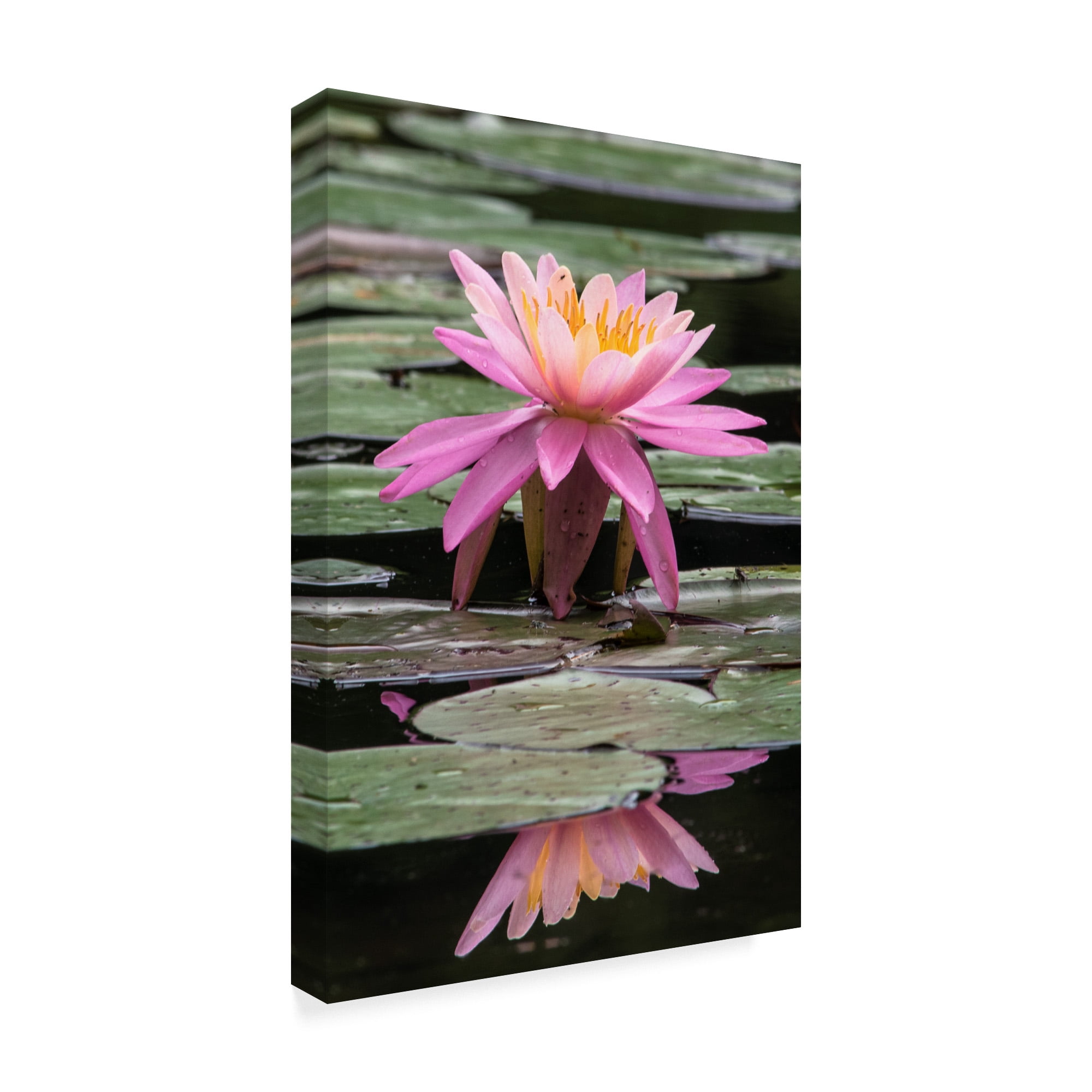 Trademark Fine Art 'Pink Water Lily Centered' Canvas Art by Brenda Petrella Photography Llc