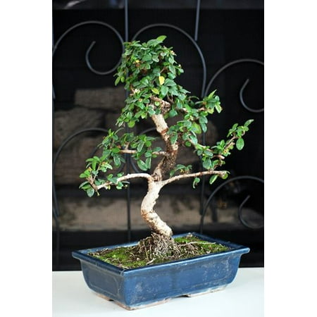 9GreenBox - Fukien Tea Bonsai, Medium (Best Bonsai Trees For Indoors)