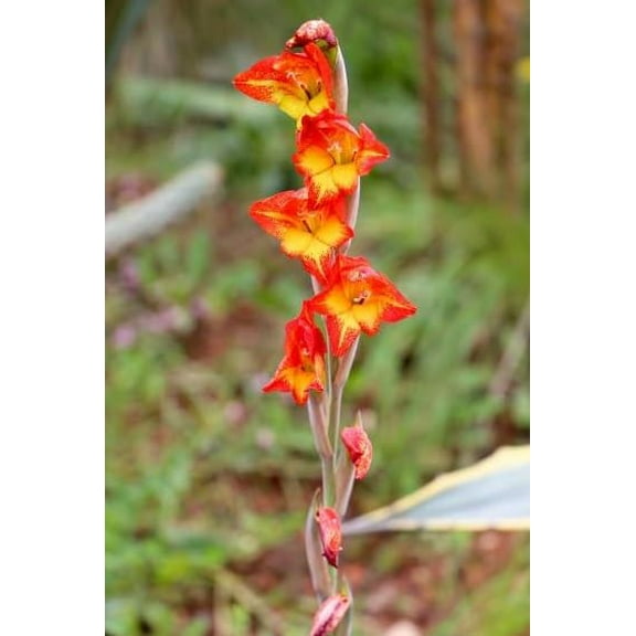 50 Parrot Gladiolus Seeds for Planting - Gladiolus dalenii