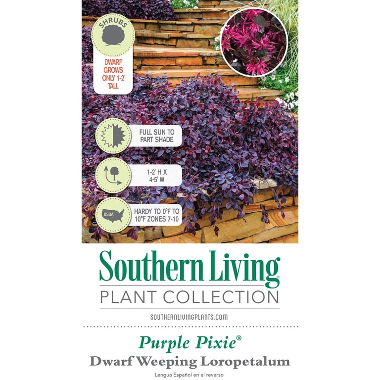 Loropetalum Purple Pixie
