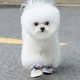 thumbnail image 4 of Zapatos para perros con tracción, botas antideslizantes para perros, paquete de zapatos para mascotas, diseño antideslizante a prueba de viento, forro suave, lindos para perros pequeños y bichones, 4 of 5