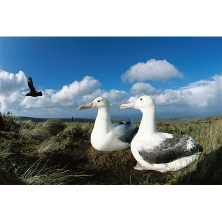 Southern Royal Albatross pair changing over duties Campbell Island New Zealand Poster Print by Tui De