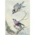 thumbnail image 2 of Aert Schouman 11x14 Black Ornate Wood Framed Double Matted Museum Art Print Titled: Two Birds; a Blue Jay and a Purple Breast Potinga (1760), 2 of 5