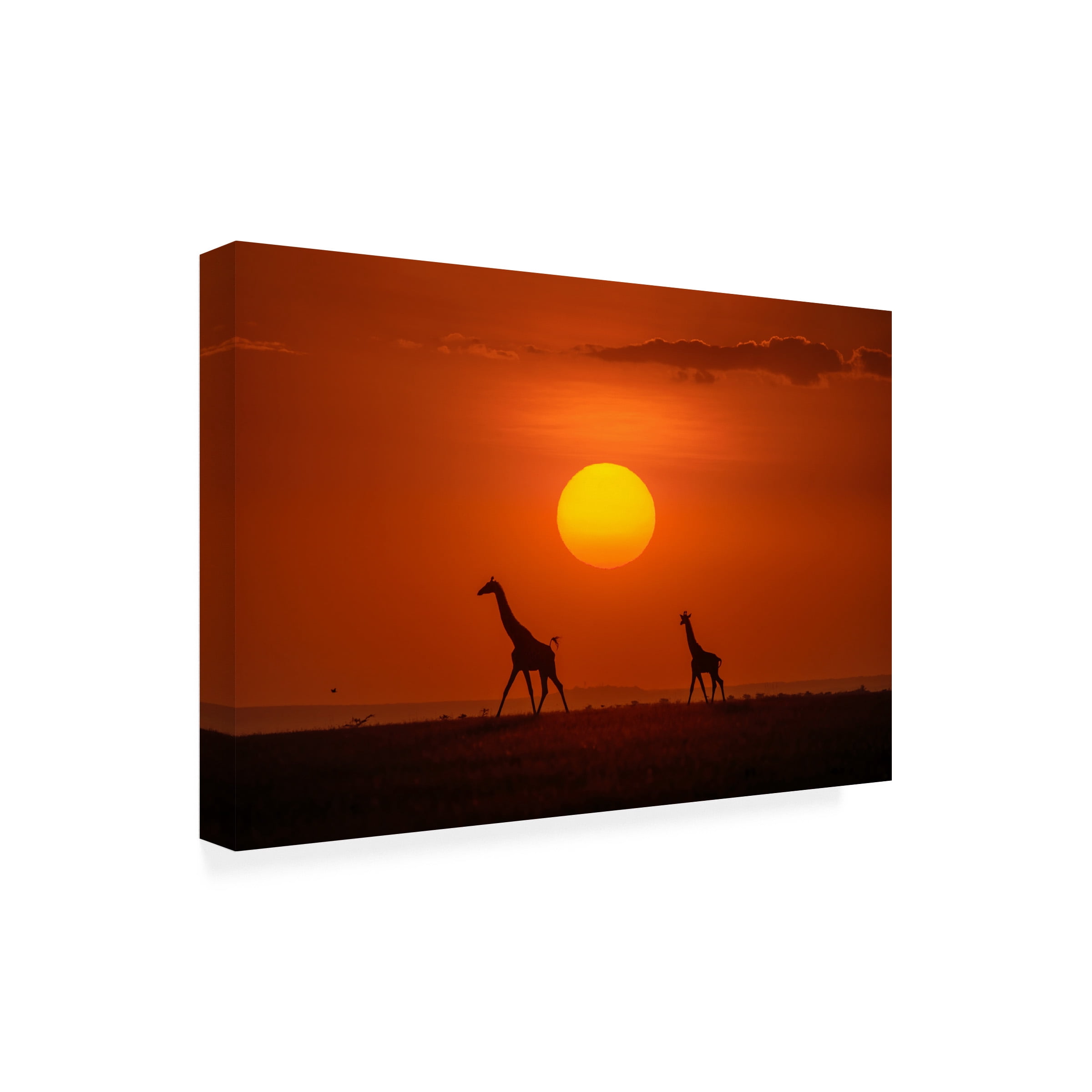 Hua Zhu 'Giraffes In The Sunset' Canvas Art