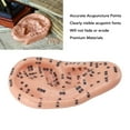 thumbnail image 3 of Ear Acupuncture Point Model, 17cm Educational Tool Ear Zone Model Clear Acupoint Markings  for Learning Reflexology, 3 of 7