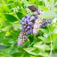 thumbnail image 5 of 3 Gal. Amethyst Falls Wisteria - Purple Blooms - Perfect For Trellis or Arbor, 5 of 5