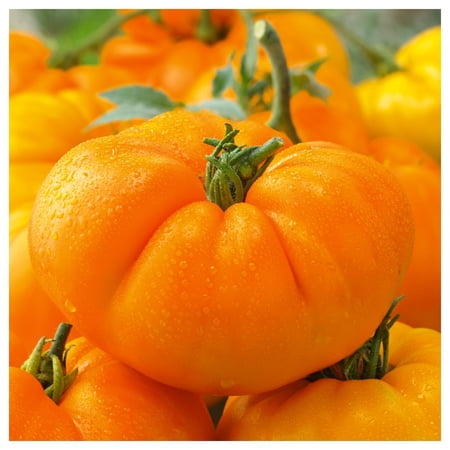 Everwilde Farms - 1 oz Organic Amana Orange Heirloom Tomato Seeds - Gold Vault Bulk Seed Packet