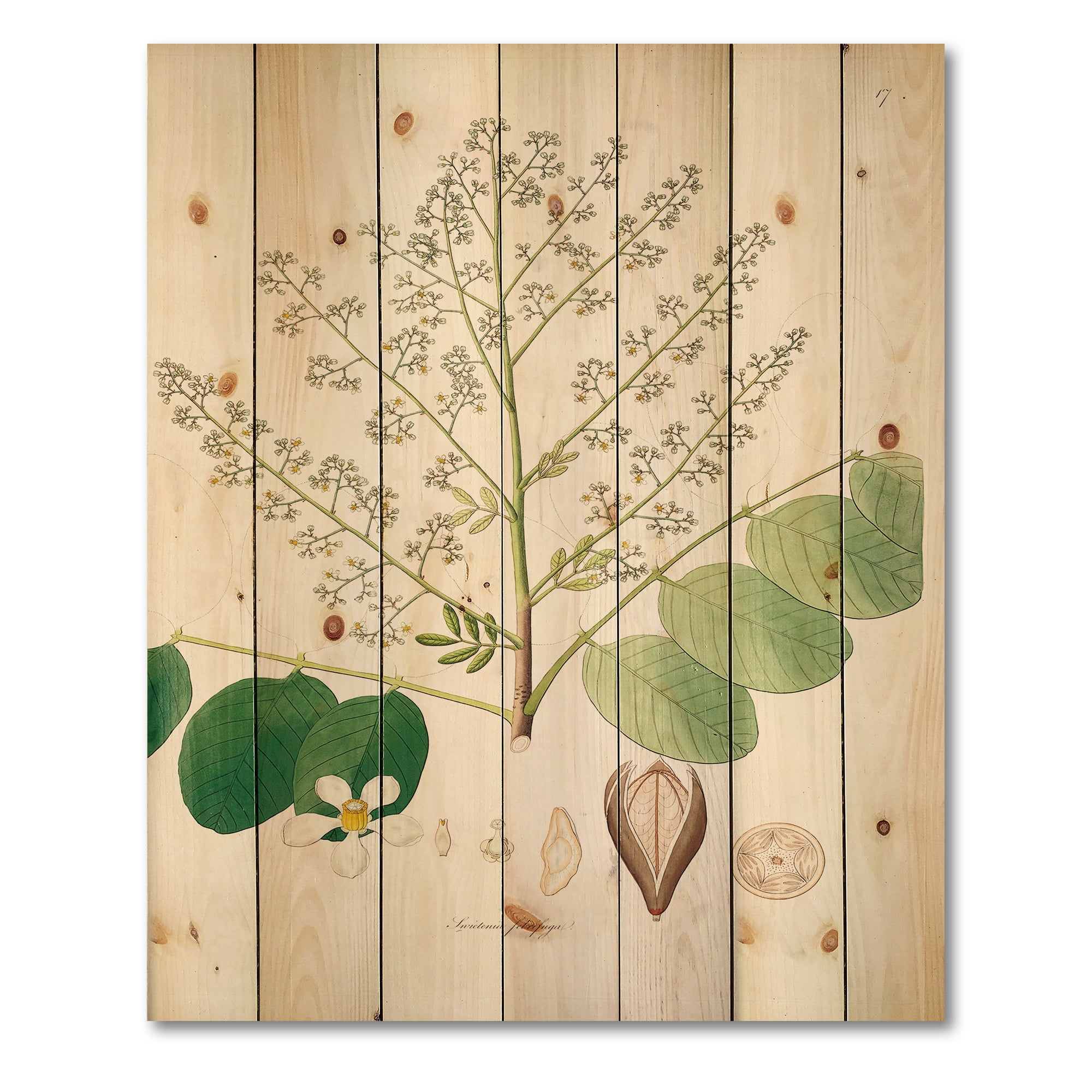 Designart 'Ancient Botanicals XVI' Farmhouse Print on Natural Pine Wood