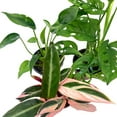 thumbnail image 6 of BubbleBlooms Indoor Foliage Assortment, 4 inch Set of 3, Best-Sellers Most Popular House Plant Variety, 6 of 9
