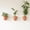 Terracotta-3, variant on Wall Planters Stone 6 Count Self-watering Vertical Garden For Indoor Plants