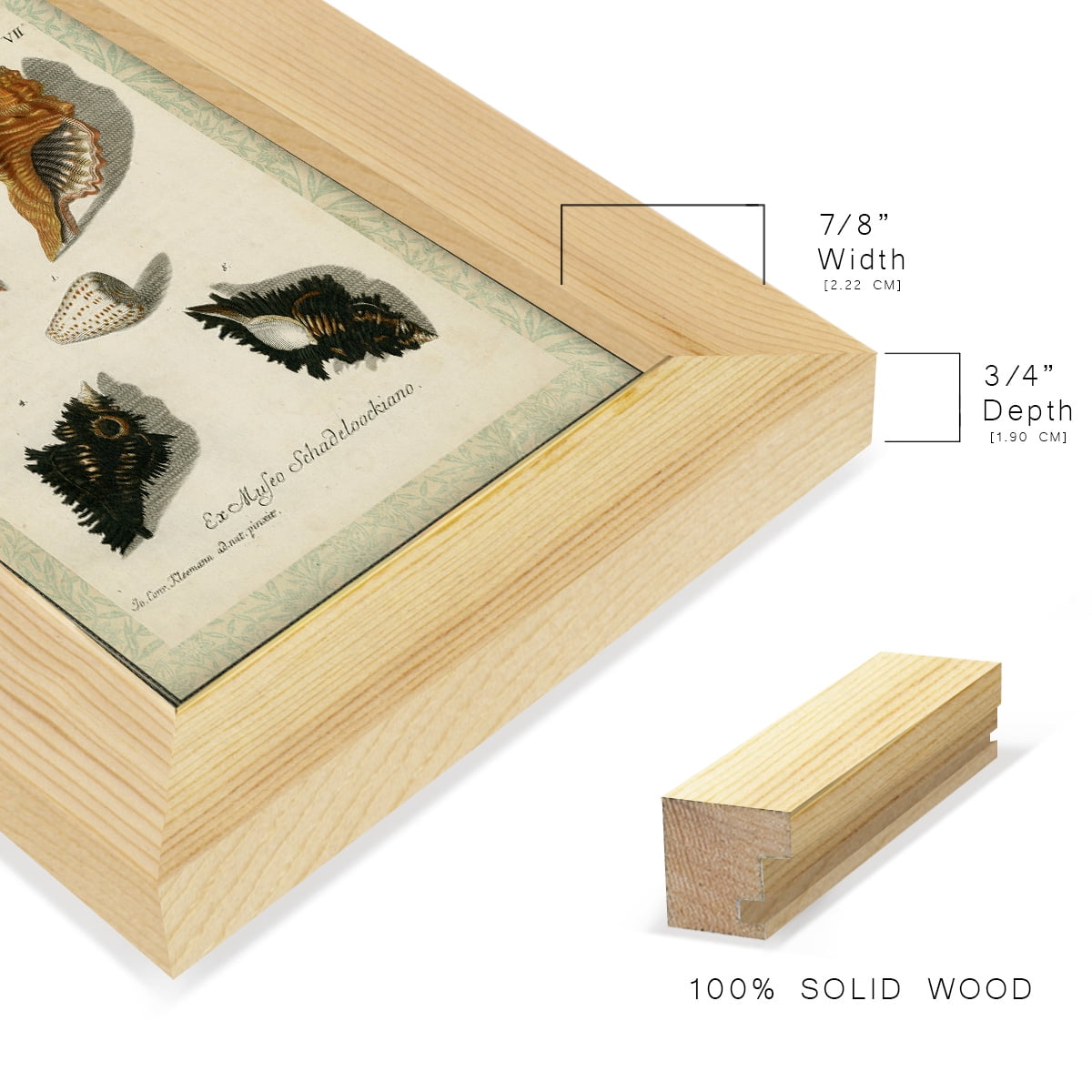 Bookplate Shells I - Framed Print w/glass - Natural Wood