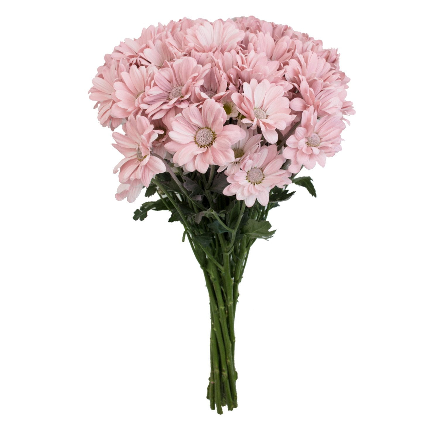 Pompomさん Pompon Painted Sand (60 Stems) - Samsclub.com