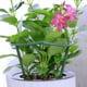 thumbnail image 3 of Anillo de soporte para plantas semicircular, soporte de jaula de plástico para plantas, maceta, enrejado trepador para plantas pequeñas, flores, vegetales, plantas de interior, 3 of 7