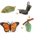 thumbnail image 4 of Growth Cycle Model Realistic Life Cycle Animal Models Growth Cycle Model Realistic Life Cycle Animal Models Child Imagination Toys Teaching And Learning Tool ANGGREK Otros, 4 of 7