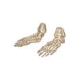 thumbnail image 1 of Pieds Squelettes de 7 Po, 1 of 1