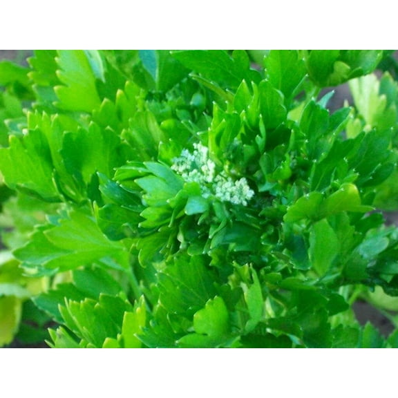 2000 Seeds - Cutting LEAF CELERY Apium Graveolens European Chinese Herb Seeds