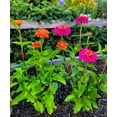 thumbnail image 5 of TomorrowSeeds - Lilliput Mix Zinnia Seeds - 600+ Count - For 2025 Planting Petite Pom Pom Dwarf, 5 of 9