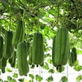 thumbnail image 4 of Luffa Sponge Seeds - Loofa Sponge Gourd Seeds (pack of 20+ USA GROWN seeds), 4 of 4