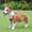 A, variant on Reflective Dog Harness Breathable Pet Vest with Leash for Outdoor Puppy Play and Training Supplies