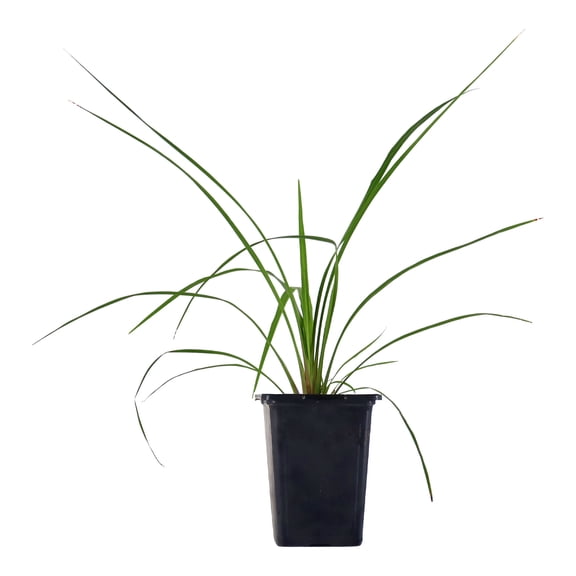 Expert Gardener 8" Dracaena Indivisa Spike Live Plants in 4" Grower Pot Full Sun